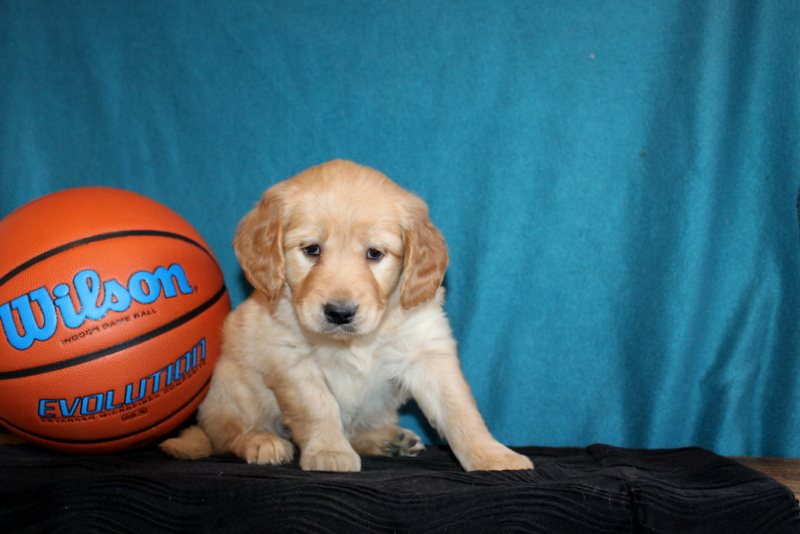 puppy, for, sale, Mini Goldendoodle , Matthew B. Stoltzfus, dog, breeder, Gap, PA, dog-breeder, puppy-for-sale, forsale, nearby, find, puppyfind, locator, puppylocator, aca